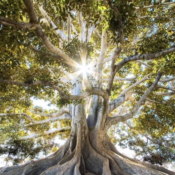 Arbre symbolisant la santé globale et l’approche de dentisterie intégrative